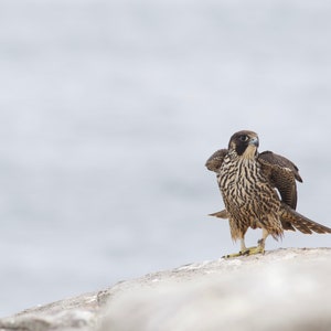 Dancing Peregrine Falcon