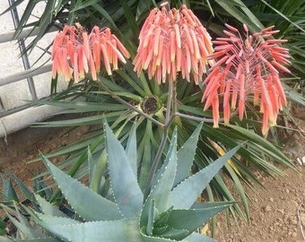 Rare Aloe Perfoliata Comptonii seed grown in a 4" pot. Rare aloe plant from South Africa. Low water succulent