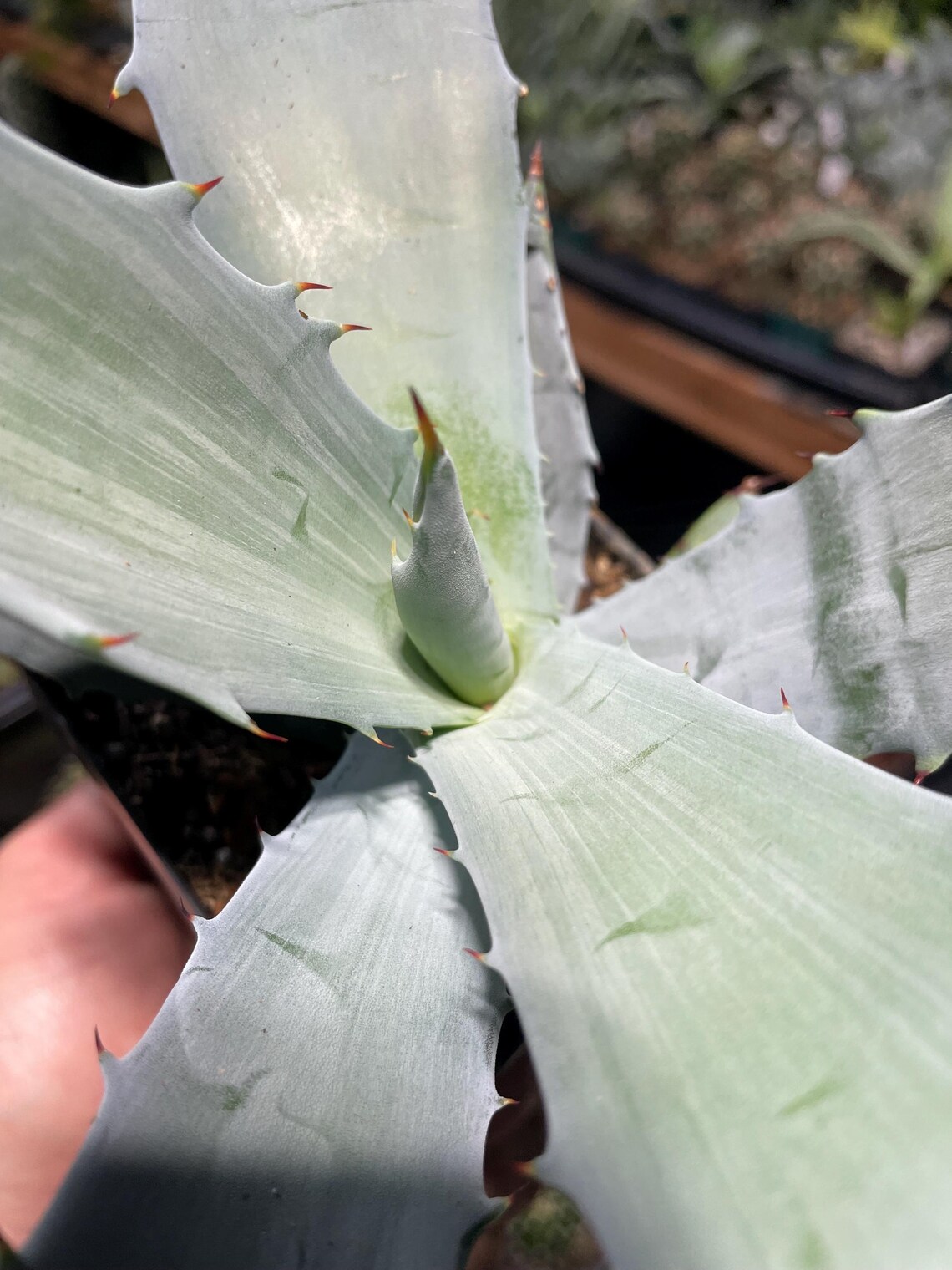 Agave Colorata (mescal Ceniza) - Rare Agave Growing in a 4” Pot Fully ...