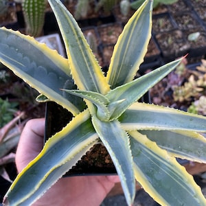 Agave Cornelius - Etsy