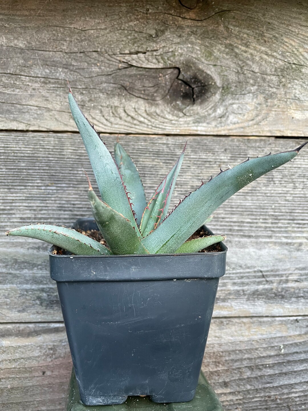 Agave shark skin × salmiana v. ferox　2株 Agave shark skin × salmiana v. ferox 2株 アガベ