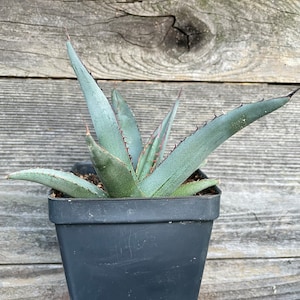 Shark Skin Agave - Etsy