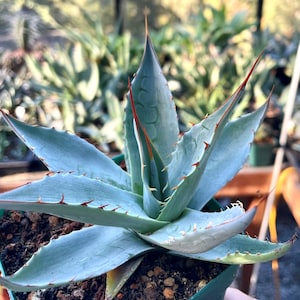 May include: A close-up of a small, light blue succulent plant with sharp, red-tipped spines along the edges of its leaves. The plant is in a small green pot filled with soil, with other plants visible in the background.