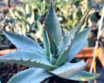 Cabbage Head Agave Parrasana: Rare Steel Blue Succulent (4" Pot)