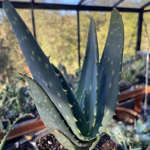 Aloe Littoralis Rare Aloe live plant low water arid seed grown in a 4” pot