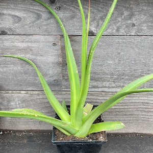AGAVE bracteosa  Mateo (squid Agave) LIVE plant Variegated 5” Pot 16” Wide