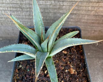 Agave Horrida Mediopicta Alba - アガベホリダメディオピクタ - 霍