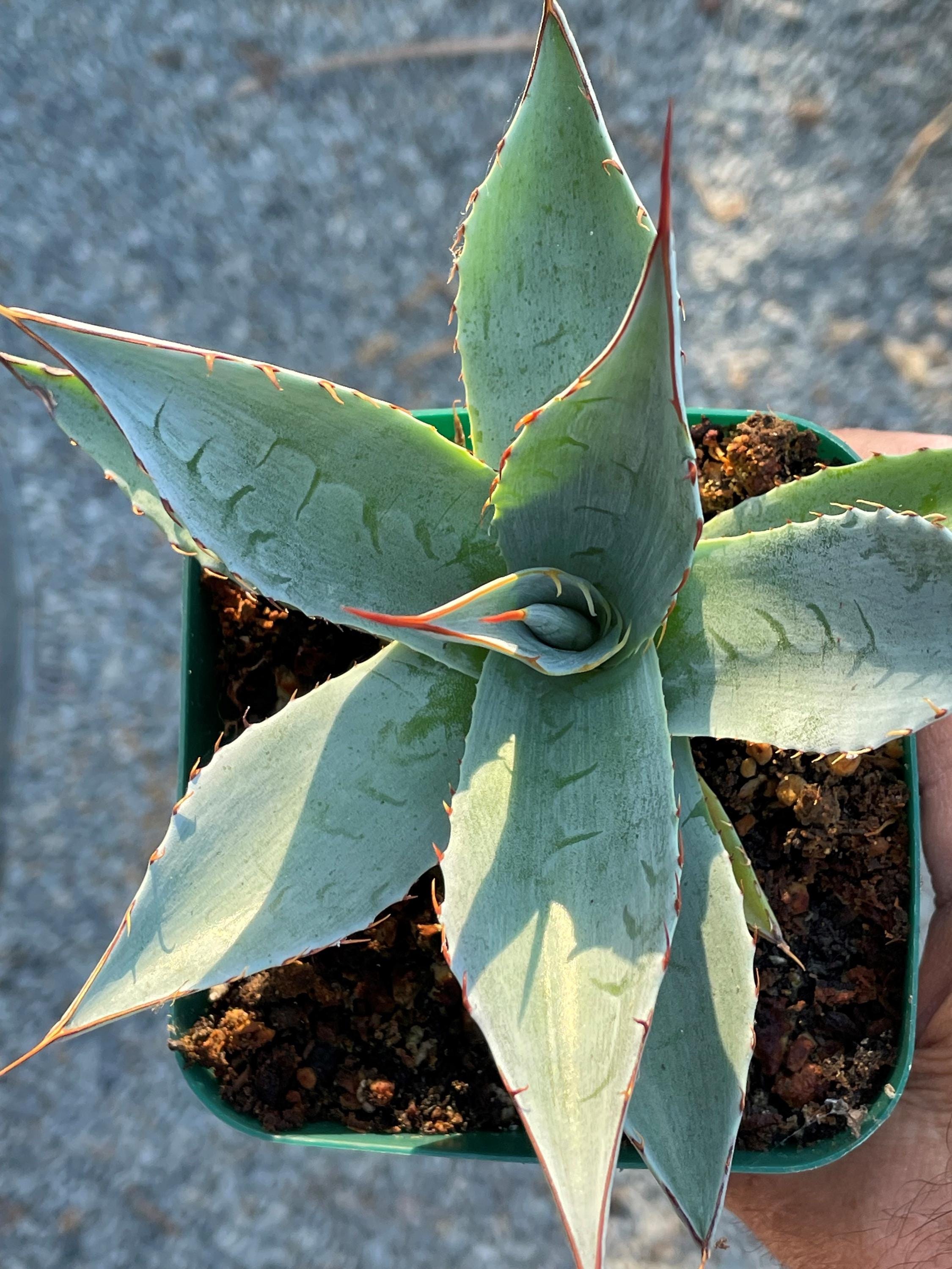 agave cactus plants Agave attenuata (Fox Tail Agave)