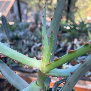 Aloe Divaricata rare Aloe, Seed Grown in a 4&quot; pot