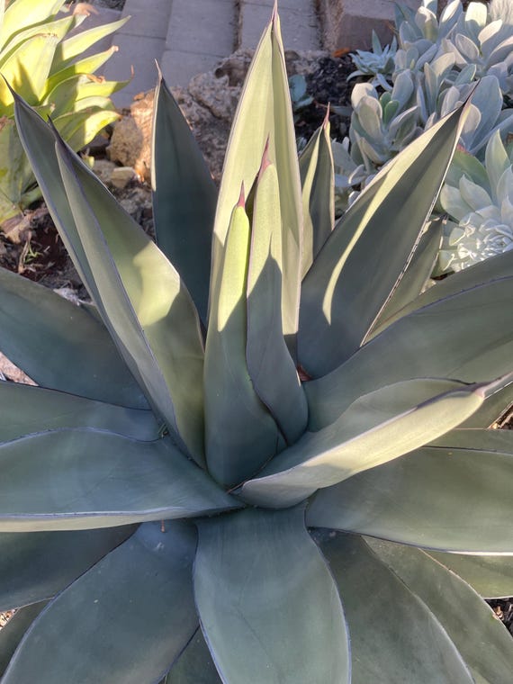 アガベ Agave Sharkskin 'Mustard Shark' 232 Agave nickelima Mustard Shark | Mustard Shark Century Plant