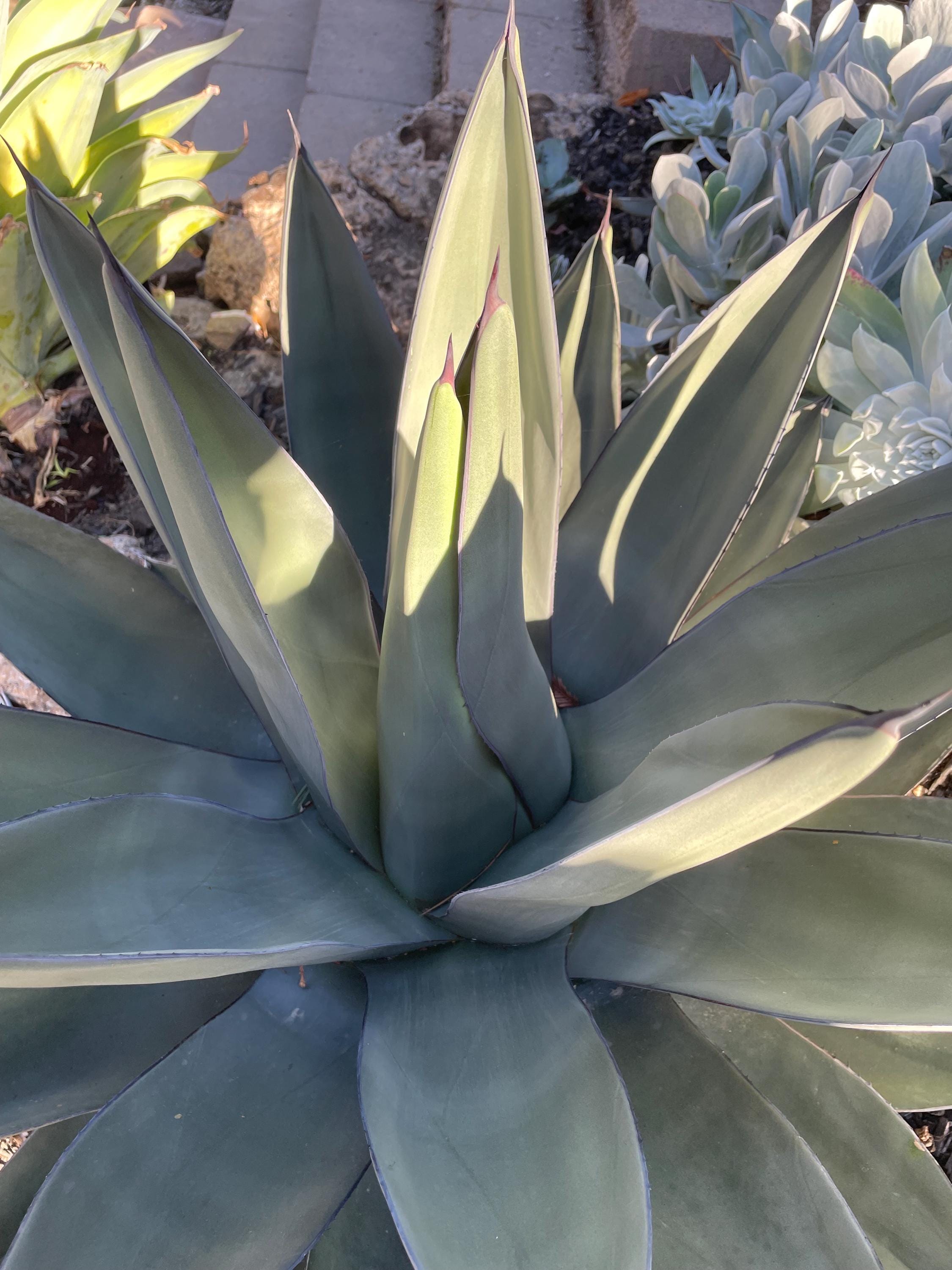 Agave Sharkskin, Shark Skin Agave, Hybrid Agave, Fully