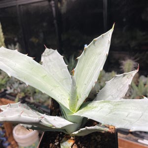 May include: A light green Agave plant with sharp, spiky leaves. The plant is in a small black pot filled with soil. The leaves have reddish-brown tips and edges. The background is blurred, suggesting a greenhouse or similar environment.