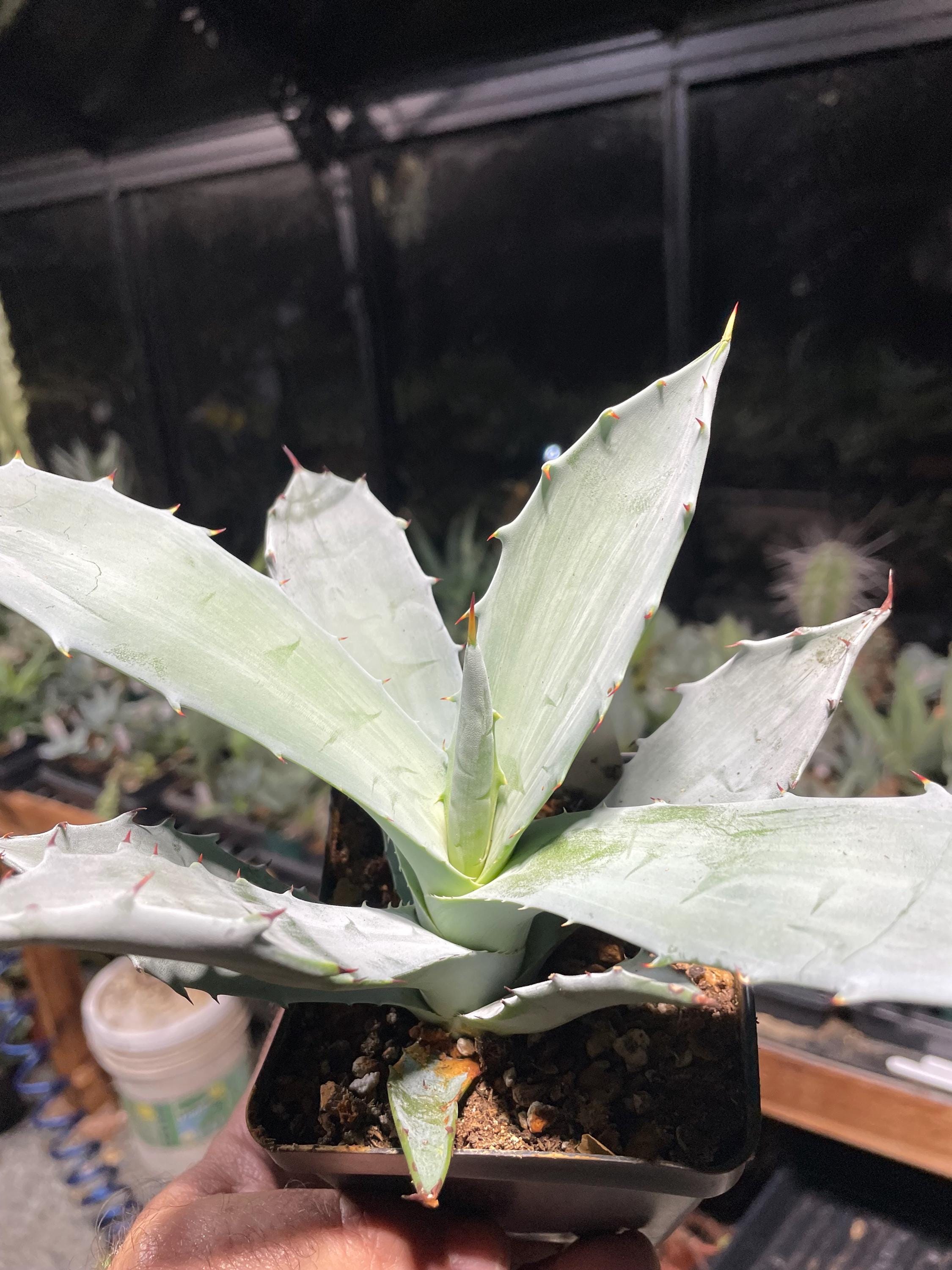 Agave Colorata (mescal Ceniza) - Rare Agave Growing in a 4 Pot Fully  Rooted Offset - Etsy