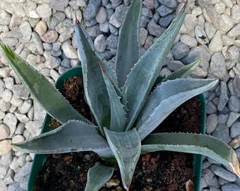 Agave Montana | Hardy Century Plant | Mountain-agave | 10_seeds - Etsy