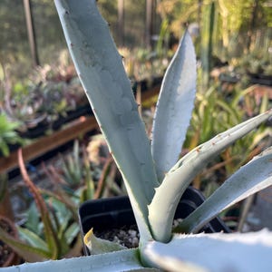 Agave Franzosinii Seed Grown Rare Agave in a 4 Pot - Etsy