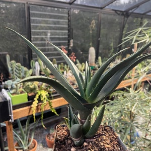 Aloe Cryptopoda - Aloe Wickensii - live plant - rare aloe plant
