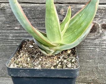 Aloe Striata- Coral Aloe Seed Grown in a 4" pot Rare Aloe Plant