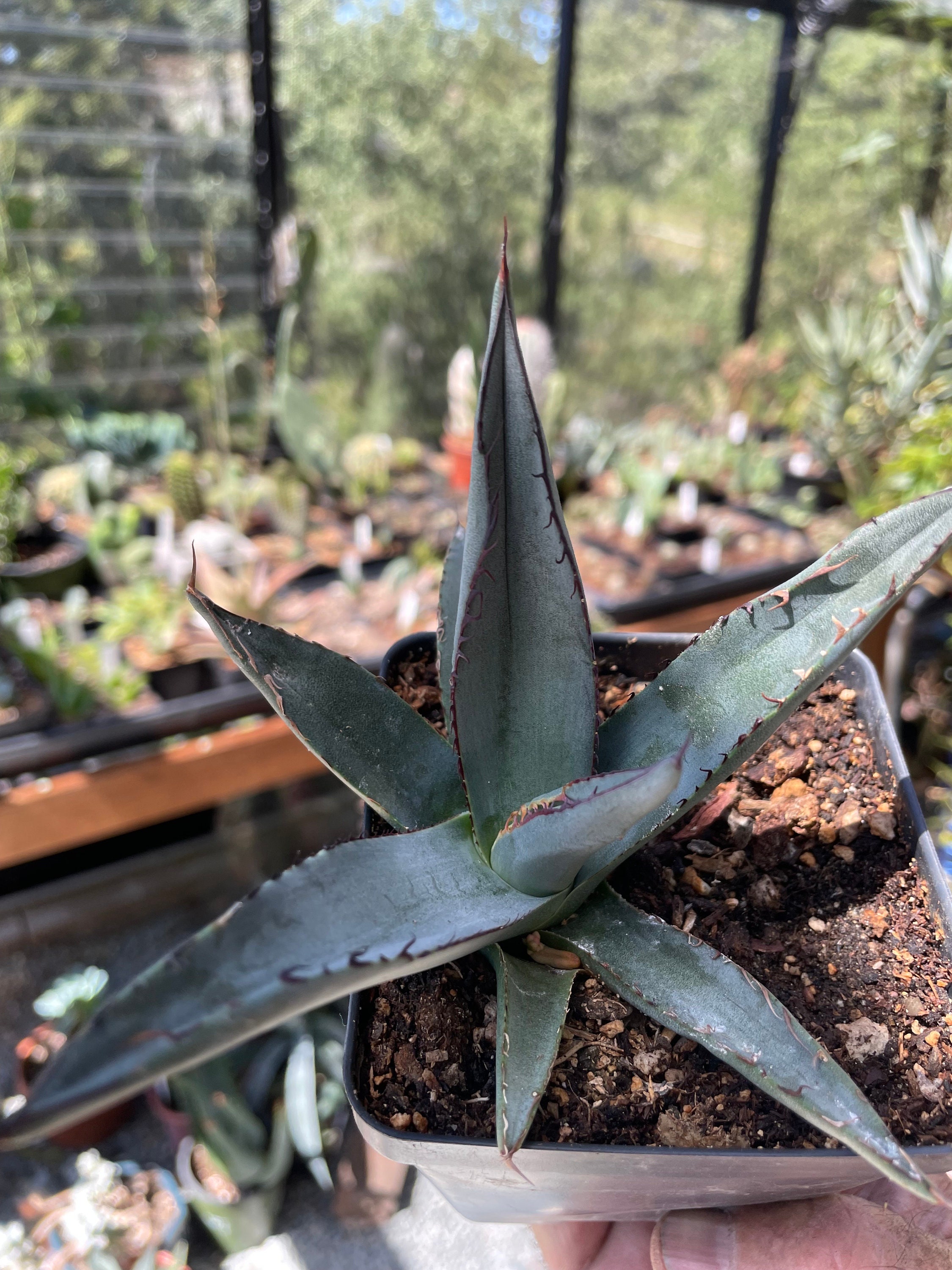 Agave shark skin × salmiana v. ferox　2株 Agave 'Sharkskin' at San Marcos Growers