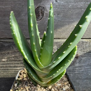 Rare Aloe Perfoliata Comptonii seed grown in a 4&quot; pot. Rare aloe plant from South Africa. Low water succulent