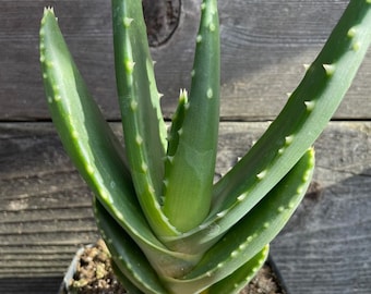 aloe vera natur gel BIO ALOE VERA GEL – Kapua Naturals main image 1
