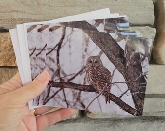 Minnesota Barred Owl Greeting Card, Set of 4, Bird Photo Notecard, Owl in Tree