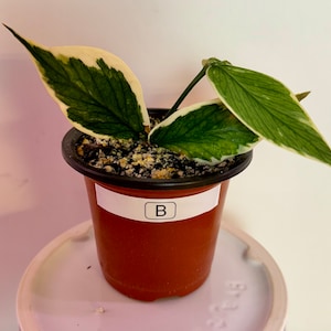 Hoya Polyneura Variegated Albomarginata ROOTED ACTIVELY Growing & UNROOTED Cuttings Rare Hoya Plant B