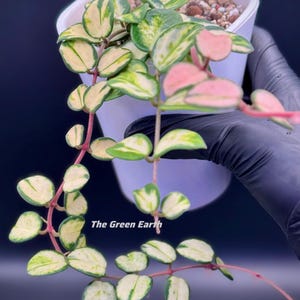 May include: A potted plant with variegated green, cream, and pink leaves. The plant is in a white pot with small pebbles on top of the soil. The text "MOTHER PLANT" is at the top, and "The Green Earth" is at the bottom.