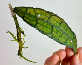 Hoya Clemensorium ROOTED CUTTINGS - Rare Hoya Plant