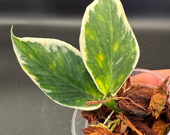 Hoya Polyneura Variegated - Albomarginata UNROOTED FRESH