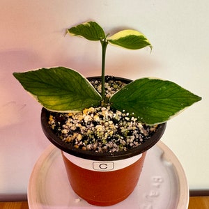 Hoya Polyneura Variegated Albomarginata ROOTED ACTIVELY Growing & UNROOTED Cuttings Rare Hoya Plant C