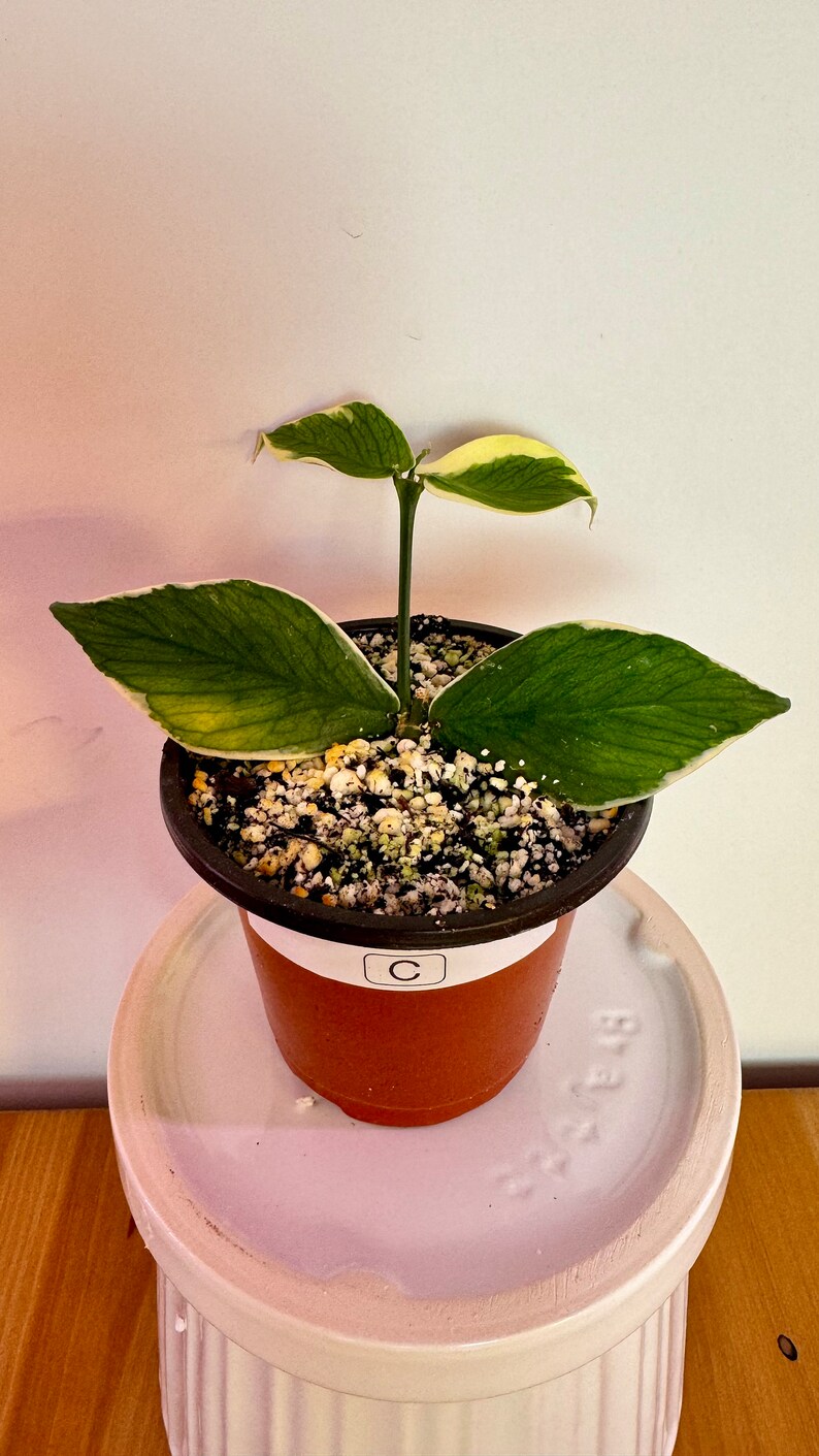 Hoya Polyneura Variegated Albomarginata ROOTED ACTIVELY Growing & UNROOTED Cuttings Rare Hoya Plant C
