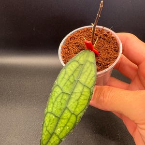 Hoya Clemensorium Actively Growing | FULLY ROOTED