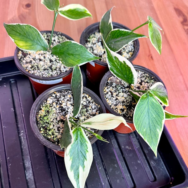 Hoya Polyneura Variegated - Albomarginata ROOTED ACTIVELY Growing & UNROOTED Cuttings | Rare Hoya Plant