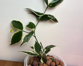 Hoya Polyneura Variegated - Albomarginata ROOTED & UNROOTED CUTTINGS