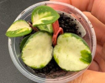 US Seller - Hoya Mathilde Variegated Unrooted ONE NODE Cutting - Etsy