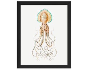 Gerahmte Vintage Kunstdruck - Squid Marine Life Illustration
