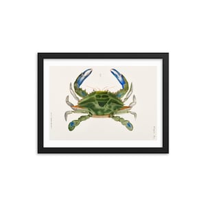 Framed Vintage Art Print - Blue Crab (ca. 1842) by James Ellsworth De Kay