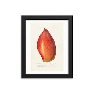 Puede incluir: Una ilustración botánica vintage de una fruta de mango roja. La ilustración está en acuarela y muestra la fruta en detalle. La imagen está enmarcada en negro.