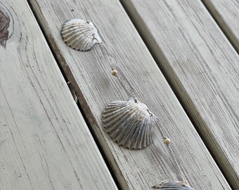 Handmade scallop shell garland, rustic home decor, natural scallop shells, different orientations available