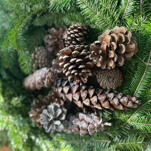 May include: A close-up of a collection of pine cones of various sizes and shapes, some with a brown color and others with a gray color. The pine cones are arranged on a bed of green pine needles.