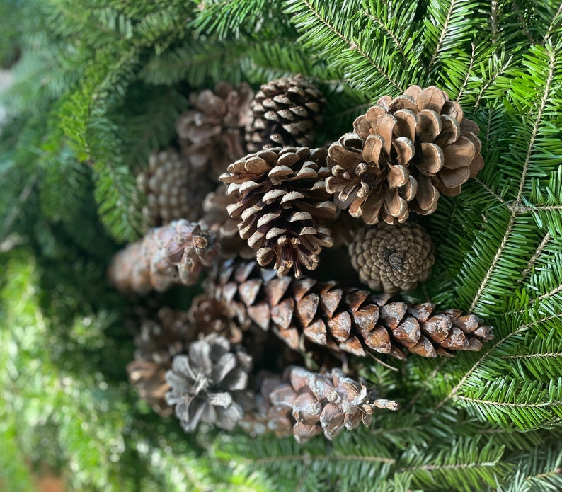 May include: A close-up of a collection of pine cones of various sizes and shapes, some with a brown color and others with a gray color. The pine cones are arranged on a bed of green pine needles.