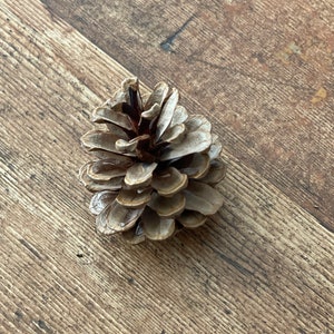 May include: A brown pine cone with a rough texture. The cone is closed and has several layers of scales.