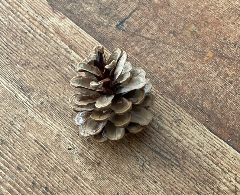 May include: A brown pine cone with a rough texture. The cone is closed and has several layers of scales.