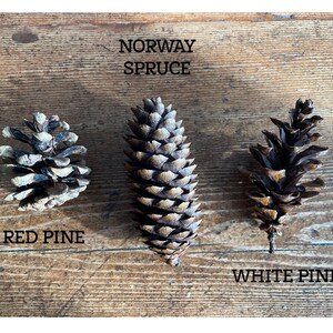 May include: Three pine cones on a wooden surface. The pine cones are labeled "Red Pine", "Norway Spruce", and "White Pine".