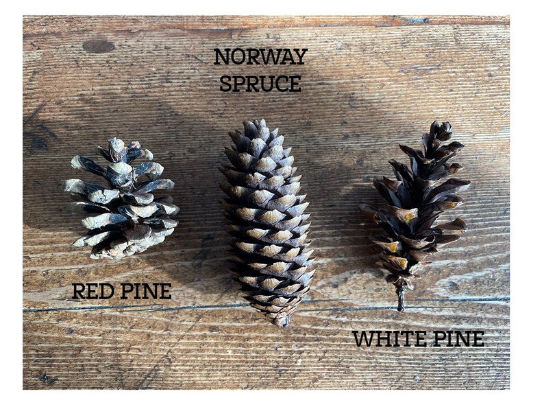 May include: Three pine cones on a wooden surface. The pine cones are labeled "Red Pine", "Norway Spruce", and "White Pine".