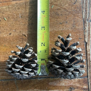 May include: Two pine cones, one slightly larger than the other, are placed side-by-side on a wooden surface. A measuring tape is positioned behind the pine cones, with the measurement of 2 inches visible.