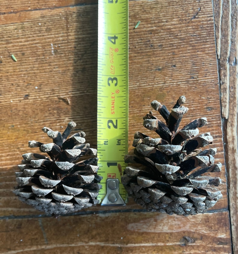May include: Two pine cones, one slightly larger than the other, are placed side-by-side on a wooden surface. A measuring tape is positioned behind the pine cones, with the measurement of 2 inches visible.