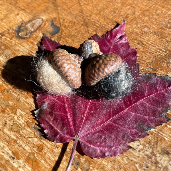 Felted wool acorns in natural caps, rustic home decor, autumn color themes available