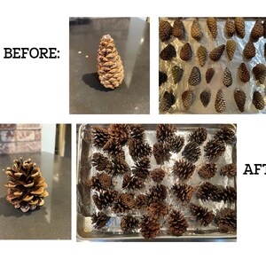 May include: Before and after photos of pine cones drying on a baking sheet. The pine cones are brown and have a natural, rustic look.  The pine cones are arranged in a single layer on the baking sheet.  The pine cones are spread out evenly on the baking sheet.  The pine cones are drying in the oven.