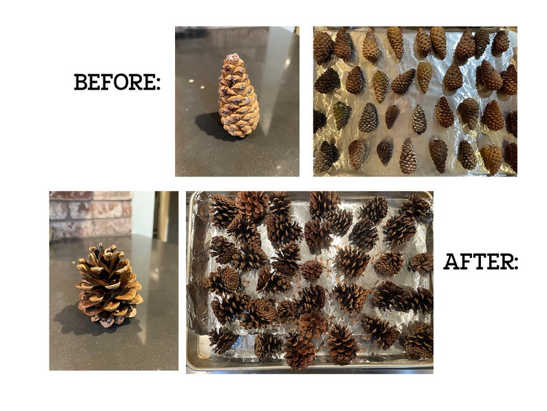 May include: Before and after photos of pine cones drying on a baking sheet. The pine cones are brown and have a natural, rustic look.  The pine cones are arranged in a single layer on the baking sheet.  The pine cones are spread out evenly on the baking sheet.  The pine cones are drying in the oven.